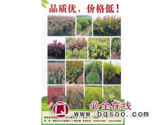 桂花 精品桂花基地 桂花价目表 瀚海园林图1