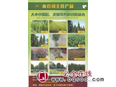 丛林花木工程有限公司  蜀桧 精品蜀桧 蜀桧价目表图1