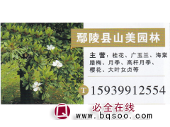 山美园林 桂花基地 桂花价目表 桂花批发图1