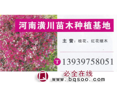 信阳潢川桂花种植基地 精品桂花 桂花价格图1