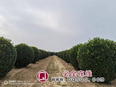 河南龙婷苗木有限公司 大叶黄杨球 黄杨球价格 洛阳黄杨球基地图2