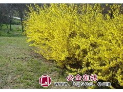 药用连翘苗适合晋城种植连翘苗，适合吕梁山区种植连翘苗图1