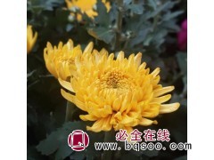 供应小苗菊花图1