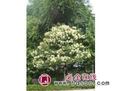 桂花树品种全，桂花价格 河南桂花树基地 昌城苗木合作社图1