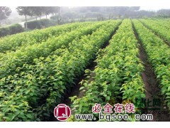 河南樱花，各种规格品种桂花，量大从优13939186799图1