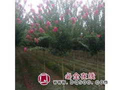 销售培育紫薇 百日红6-15公分紫薇树 焦作紫薇树 紫薇树图1