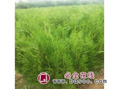 侧柏苗 ,河南侧柏苗价格,焦作侧柏苗基地 园野种植专业合作社图1