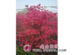 杜鹃花多少钱一株？杜鹃花,杜鹃花价格、龙鑫苗木图1