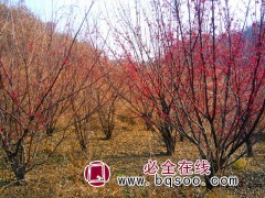 河南苗木网，龙鑫苗木，南阳山茱萸培育基地，山茱萸价格图1