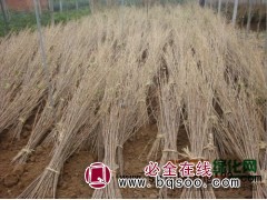 想樱花树苗价格多少?优惠的樱花树苗价格! - 樱花苗报价图1