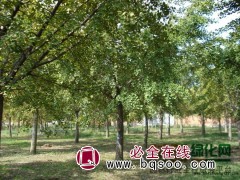 低价供应银杏树13854989268,银杏大树,银杏树价格图1