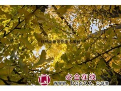 对外销售银杏树，包成活 银杏行道树 银杏树 金鼎银杏图1