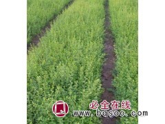 吉林小叶女贞批发基地，小叶女贞报价表，高峰苗木 小叶女贞图1