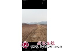 各种建圃小苗可以起了 三角枫小苗大量供应 少帅 三角枫基地图1