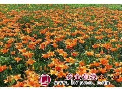 百合（白色；黄色；橘色；粉色）城美耐寒花卉苗木基地图1