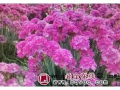 鸢尾；千屈菜；黄菖蒲；石竹；婆婆纳；假龙头；图1