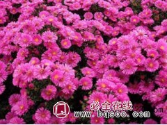 荷兰菊（有粉色；紫色；玫红色）；18204128999图1