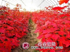 1000余亩红枫大量销售，喜奎红枫苗木种植专业合作社图1