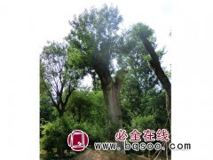 庭院绿化苗 大皂角基地直销 绿化质苗木大皂角树 汇赢园林图1