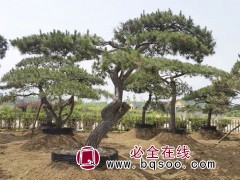 大型景观松基地 汇赢园林大型景观松造型树 景观松移栽养护图1