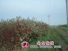 偃伏莱木价格，偃伏莱木小苗基地，哈尔滨偃伏莱木基地，信誉苗圃图1