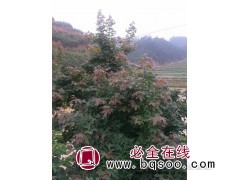 河南苗木网，欧洲枫香供应基地，名优苗木，河南名优种植有限公司图1