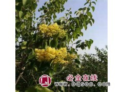 黄花丁香小苗图1