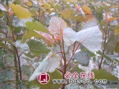 1-10公分速生杨、红叶杨，大森林花卉种植专业合作社图1