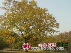 元宝枫_1-6公分元宝枫工程用苗_元宝枫|元宝枫种子 绿茵图1