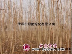 千头椿菏泽地区专供 菏泽绿茵苗木 千头椿小苗供应图1