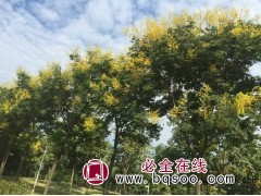 栾树价格 栾树_栾树价格,最新栾树报价，菏泽市绿茵绿化图1