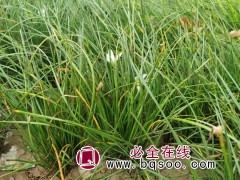 出售葱兰种植基地 园林绿化用葱兰小苗价格 龙婷苗木 葱兰苗图1