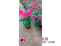 绿化用植物四季开花 长春花钵苗批发 长春花花期长 嘉业花卉图1