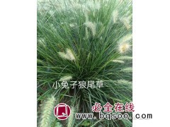 小兔子狼尾草 地被植物 保质保量 植株健壮美化环境 嘉业花卉图1