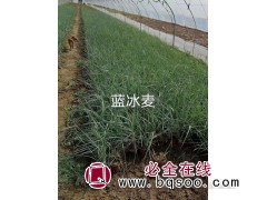 蓝冰麦 青州蓝冰麦价格 蓝冰麦基地 绿化用蓝冰麦苗 嘉业花卉图1