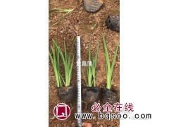 湿地绿化植物黄菖蒲种苗 水生植物杯苗 菖蒲苗批发 嘉业花卉图1