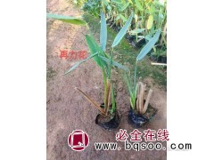 多年生挺水草本植物再力花 喜温暖水湿 水生再力花苗 嘉业花卉图1