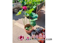 湿地绿化工程荷花多钱一株 荷花苗价格 荷花钵苗批发 嘉业花卉图1