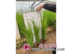 菖蒲种苗价格 河道绿化工程水生种植维护 菖蒲价格 嘉业花卉图1