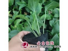 紫玉簪多年生宿根植物 湿地水岸边绿化玉簪苗价格 聚林农业图1