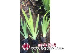 美化环境水生鸢尾植物 改善环境作用强花香气淡雅 鸢尾苗 嘉业图1