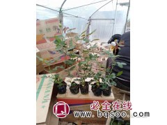 多色大花月季盆栽小苗种植基地 嘉业花卉 易栽培易管理 月季苗图1