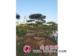 造型油松-城市绿化油松景观树-景观用造型油松-​西安骏陇园林图1