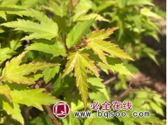 栽植三角枫 2-15公分枫树 树姿优雅 干皮美丽 骏陇园林图1