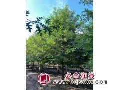 娜塔莉7-20公分现货供应 娜塔莉绿化树 京鲁苗圃 娜塔莉图1