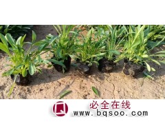 金鸡菊钵苗 金鸡菊小苗供应 金鸡菊花海用苗 金鸡菊苗 丹林图1