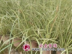 金叶苔草