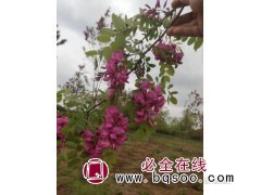 供应香花槐树 5-15公分香花槐价格表 香花槐树 众信苗圃场图1