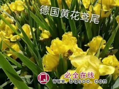 德国黄花鸢尾