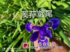 溪荪鸢尾